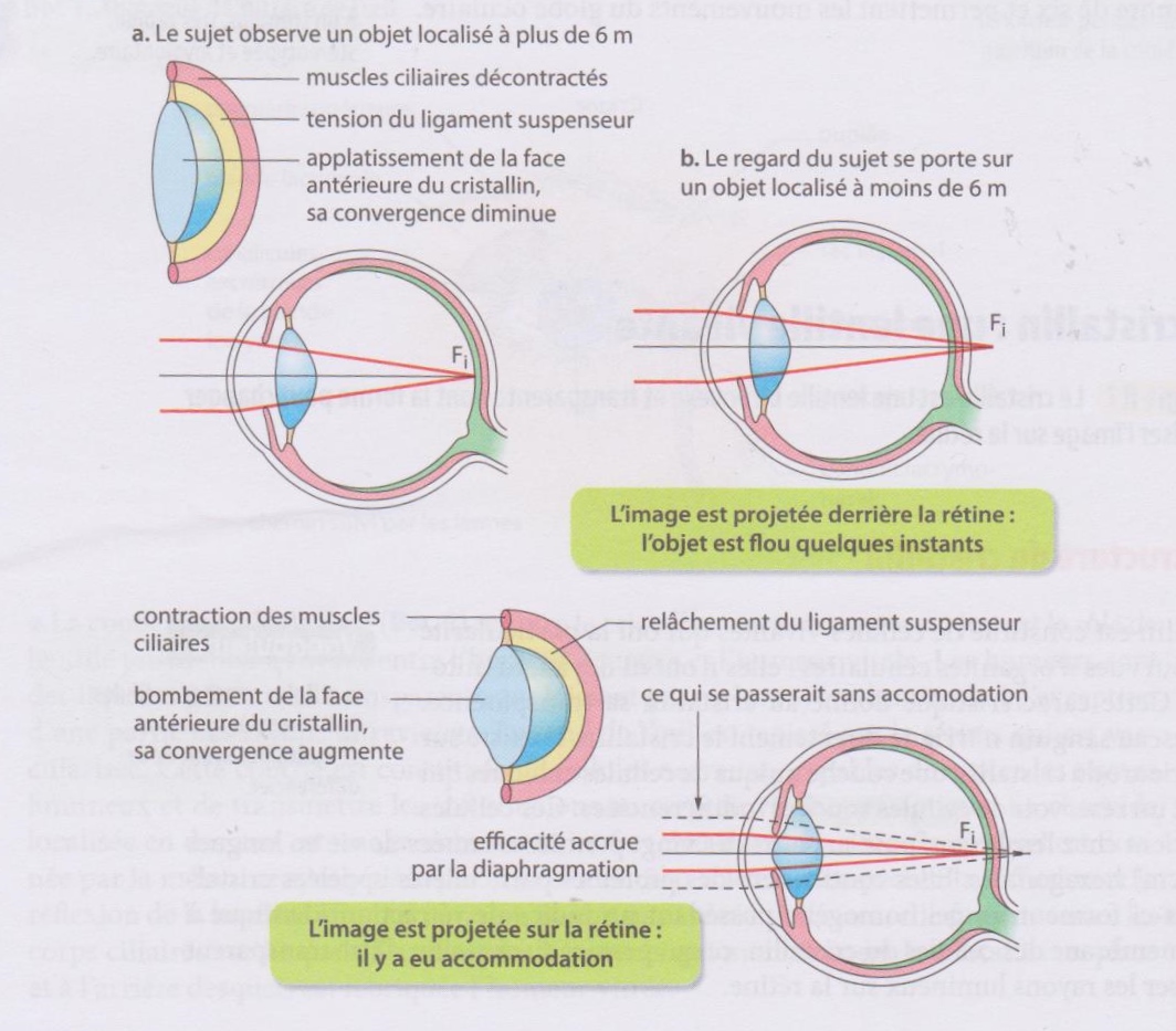 Pourquoi Le Cristallin A T Il Une R duction Progressive De L pourquoi-le-cristallin-a-t-il-une-r-duction-progressive-de-l